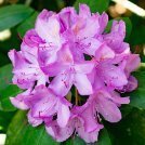 Rododendrų augintojų klubas