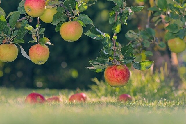 Sodininkų klubas